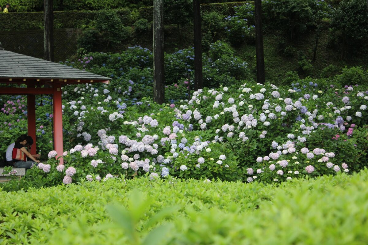 京都府 繡球花