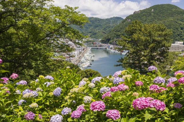 静岡県 繡球花
