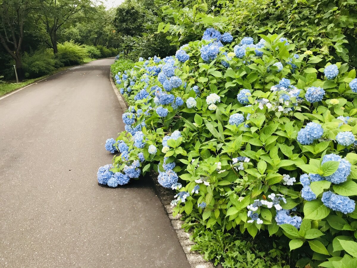 北海道 繡球花