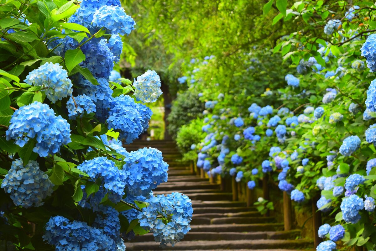 神奈川県 繡球花