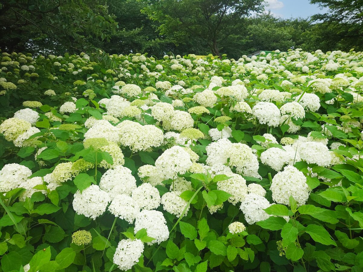 埼玉県 繡球花