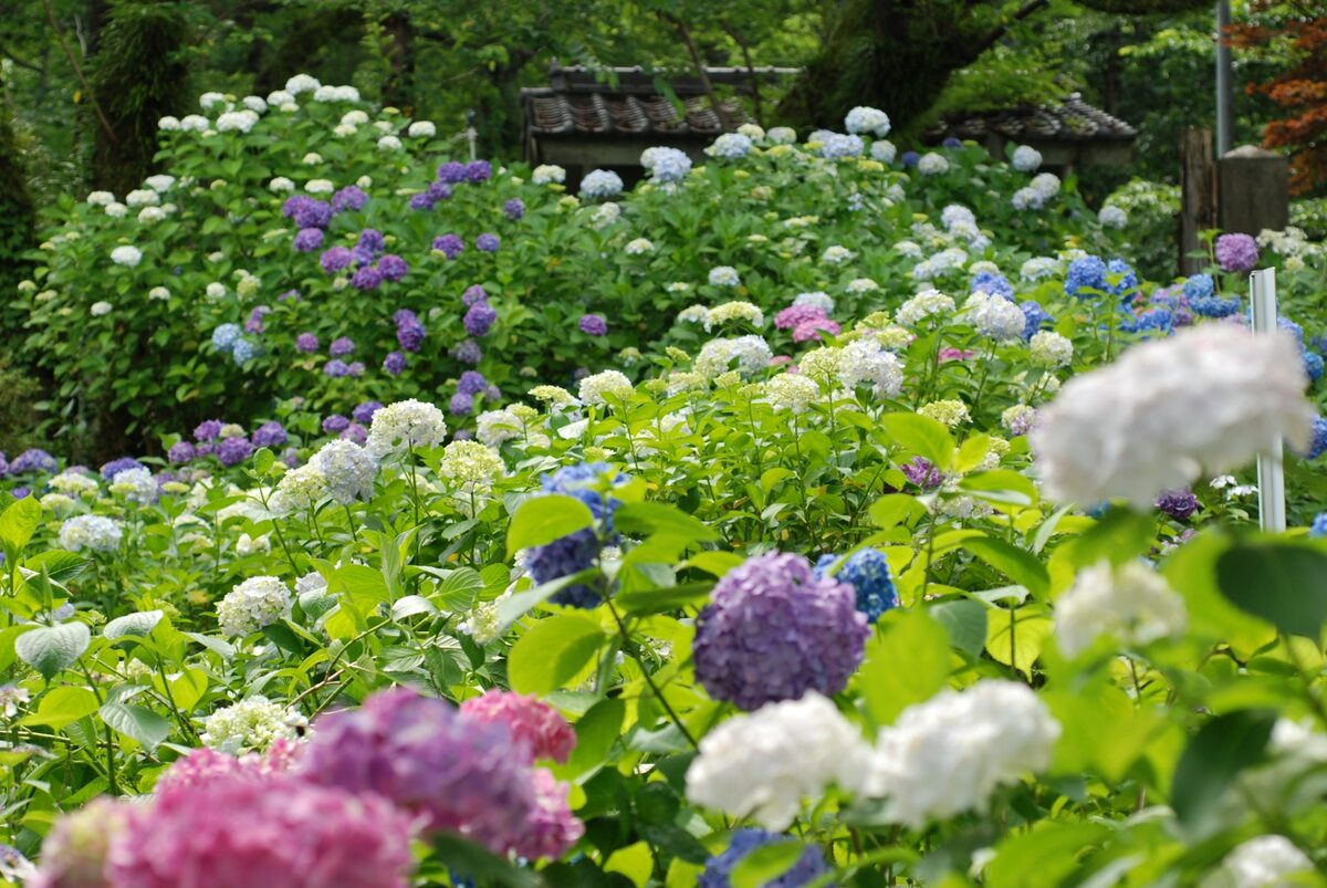 奈良県 繡球花