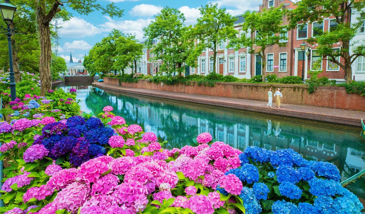 長崎県 繡球花