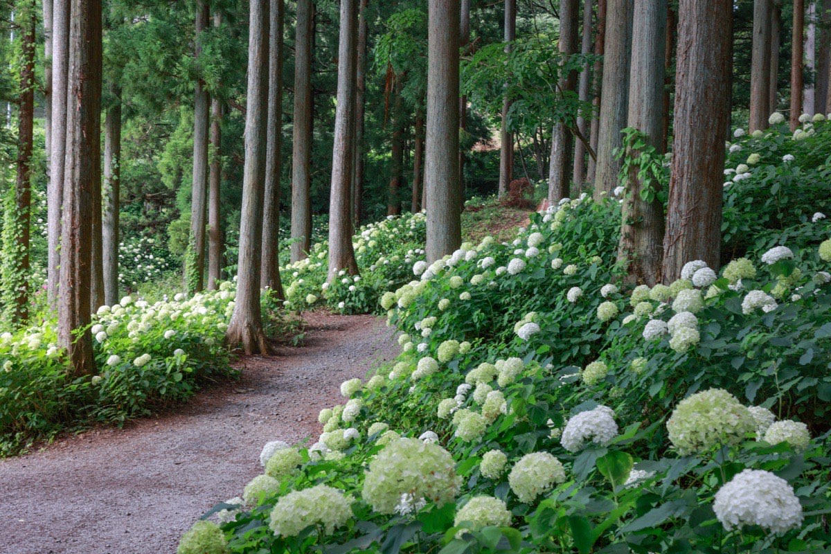 岩手県 繡球花