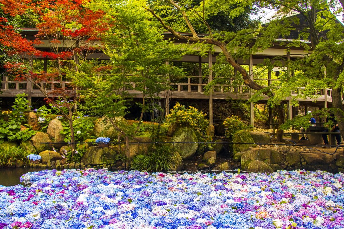 茨城県 繡球花
