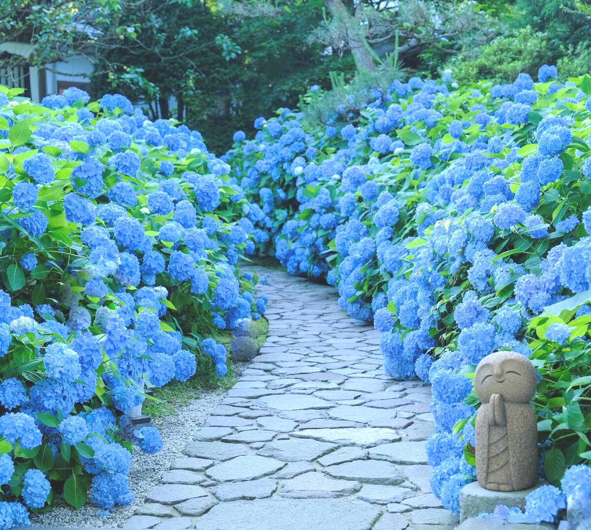 秋田県 繡球花