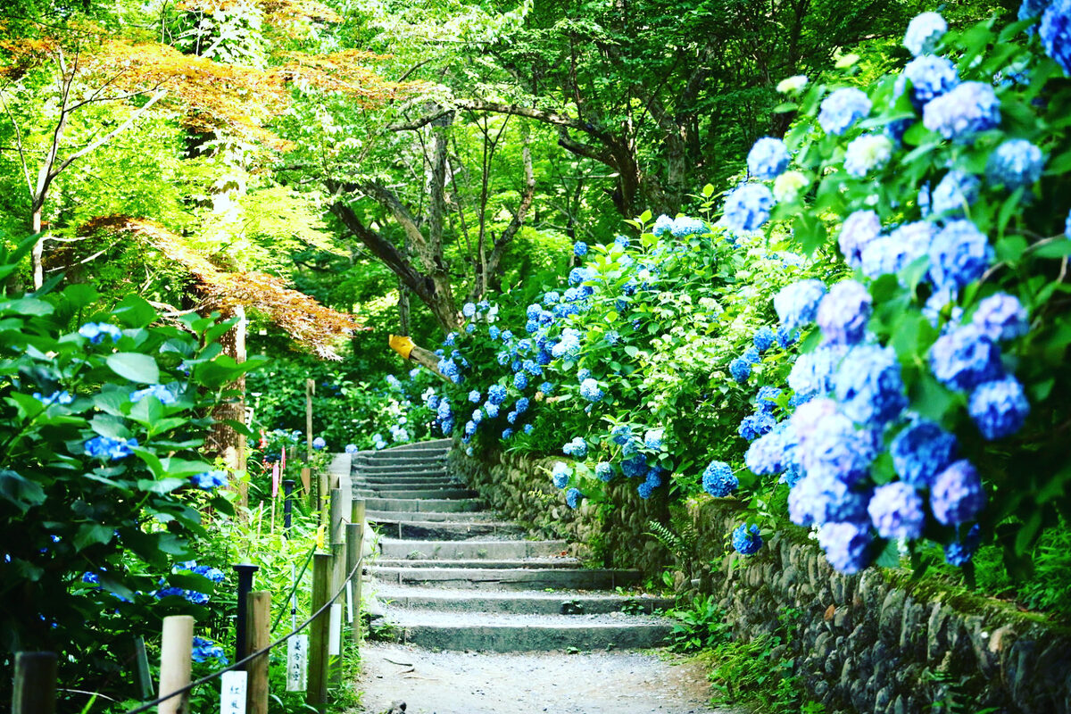 東京都 繡球花