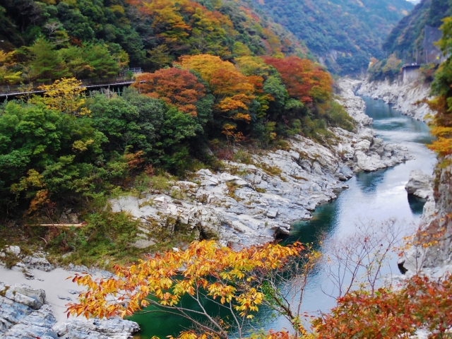 徳島県 楓葉