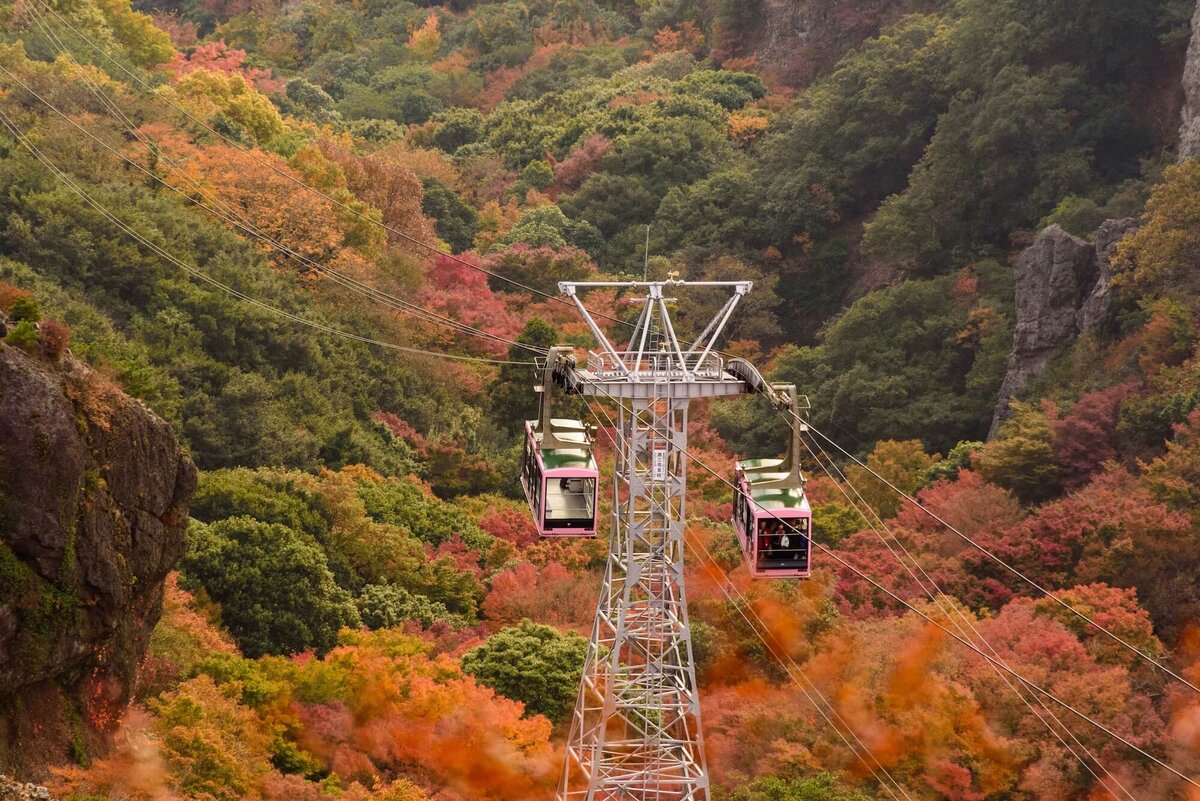香川県 楓葉