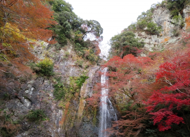 大阪府 楓葉