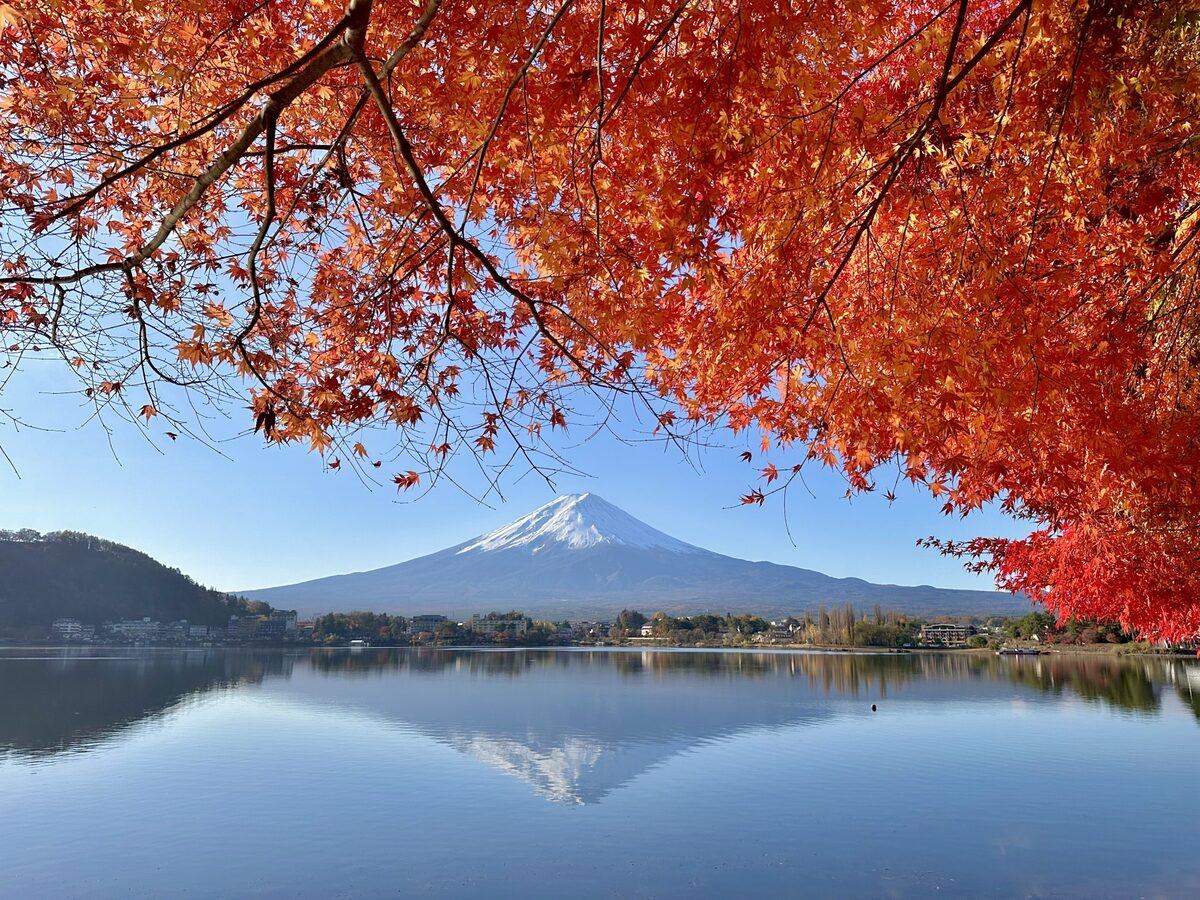 神奈川県 楓葉