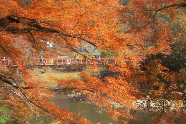 愛知県 楓葉