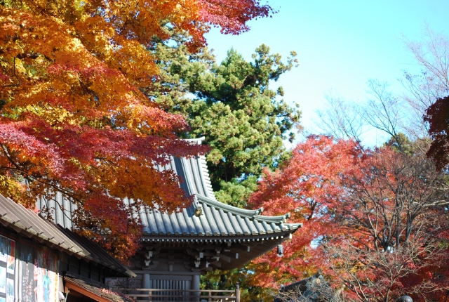 東京都 楓葉