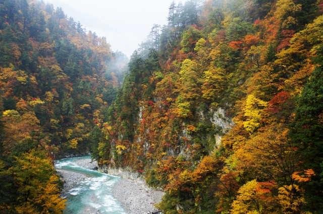 富山県 楓葉