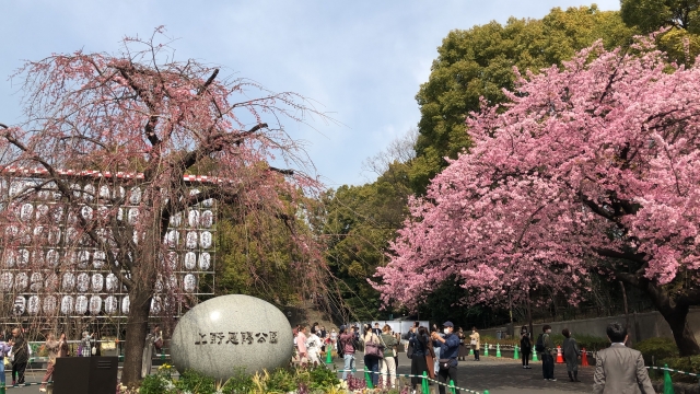 東京都 櫻花