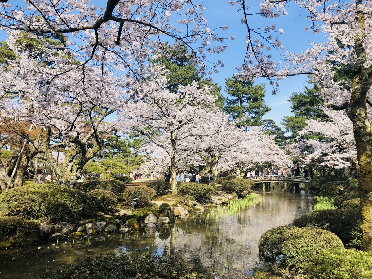 石川県 櫻花