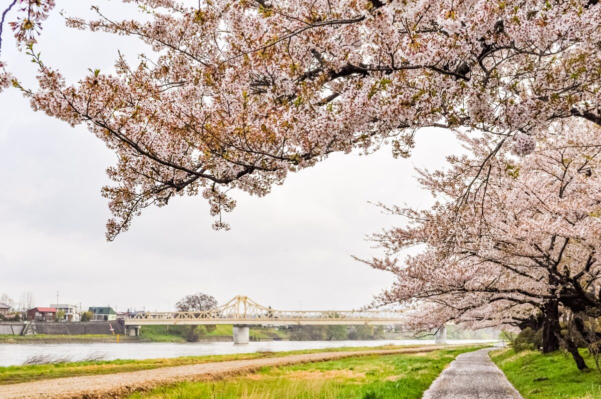 岩手県 櫻花