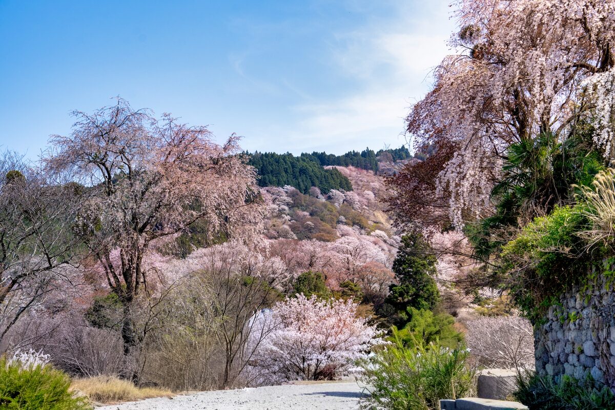 奈良県 櫻花