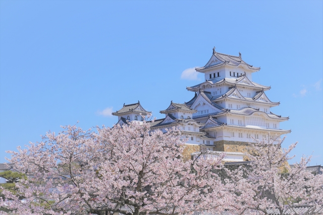 兵庫県 櫻花