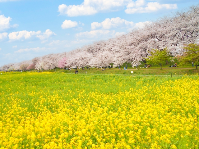 埼玉県 櫻花