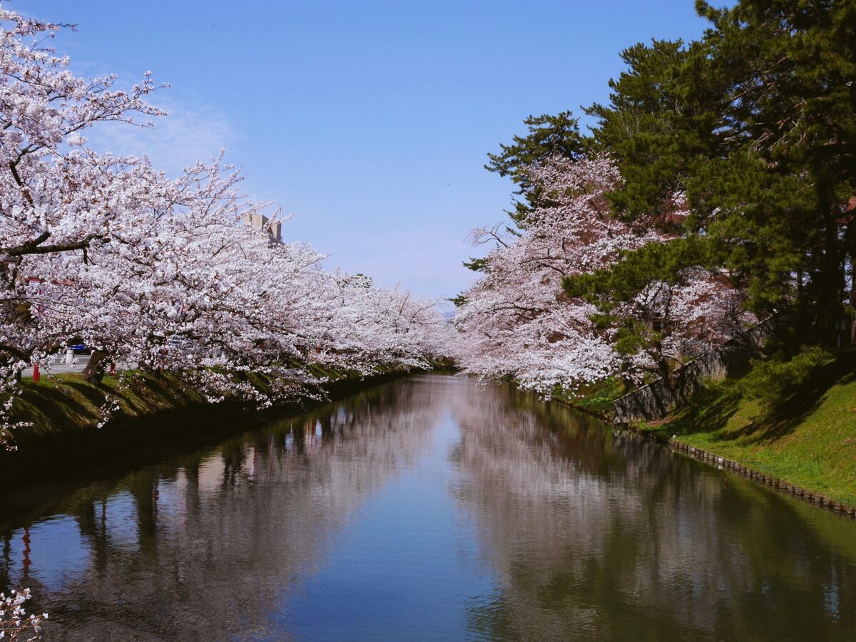 青森県 櫻花