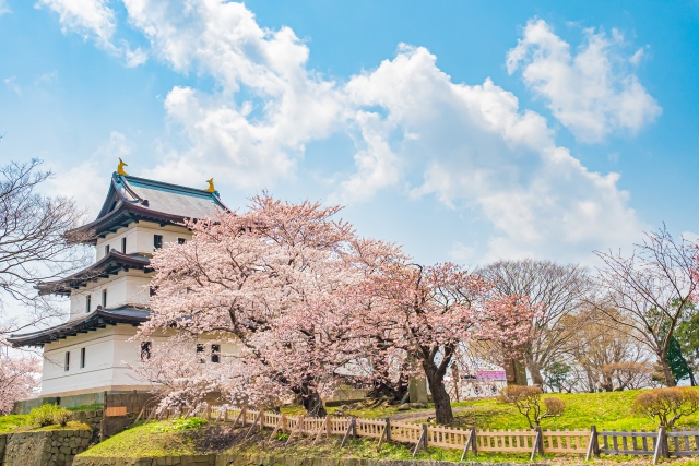 北海道 櫻花