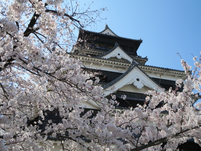 熊本県 櫻花