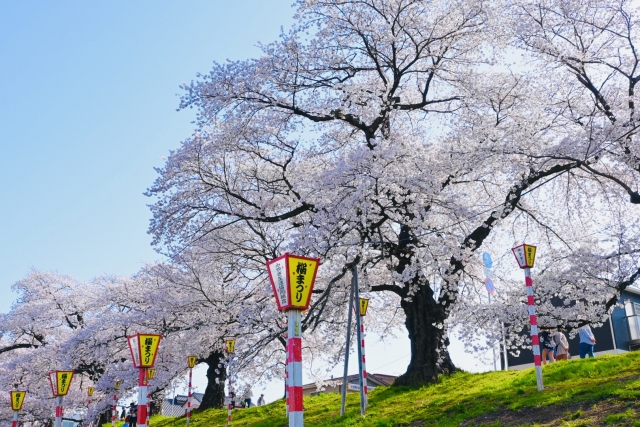 宮城県 櫻花