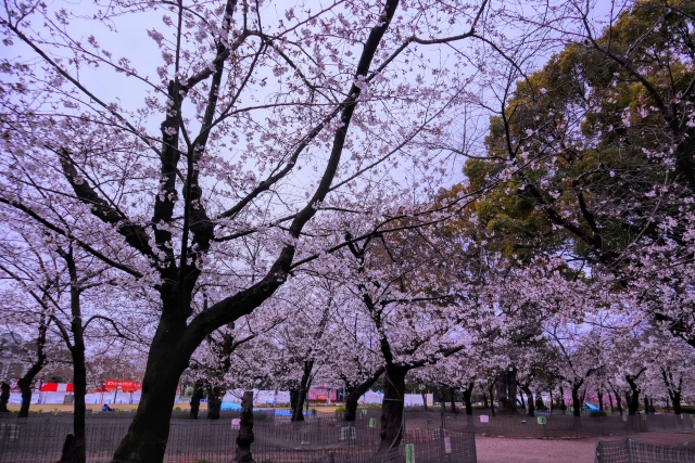 福岡県 櫻花