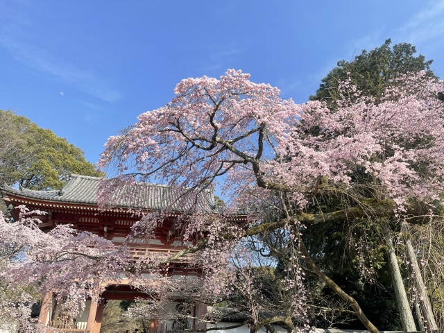 京都府 櫻花