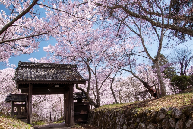長野県 櫻花